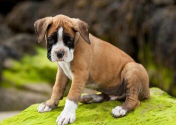Boxer Dog